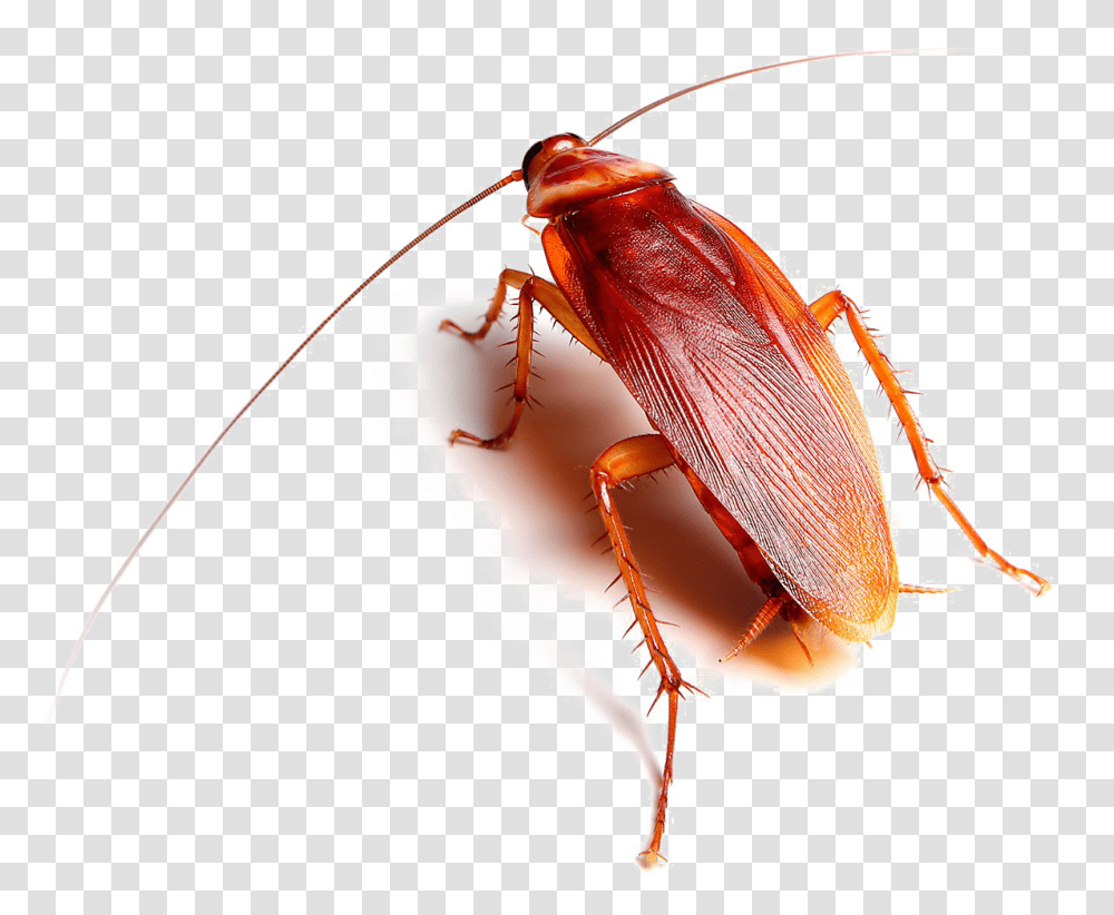 Roach Images Arts, Insect, Invertebrate, Animal, Cockroach Transparent Png