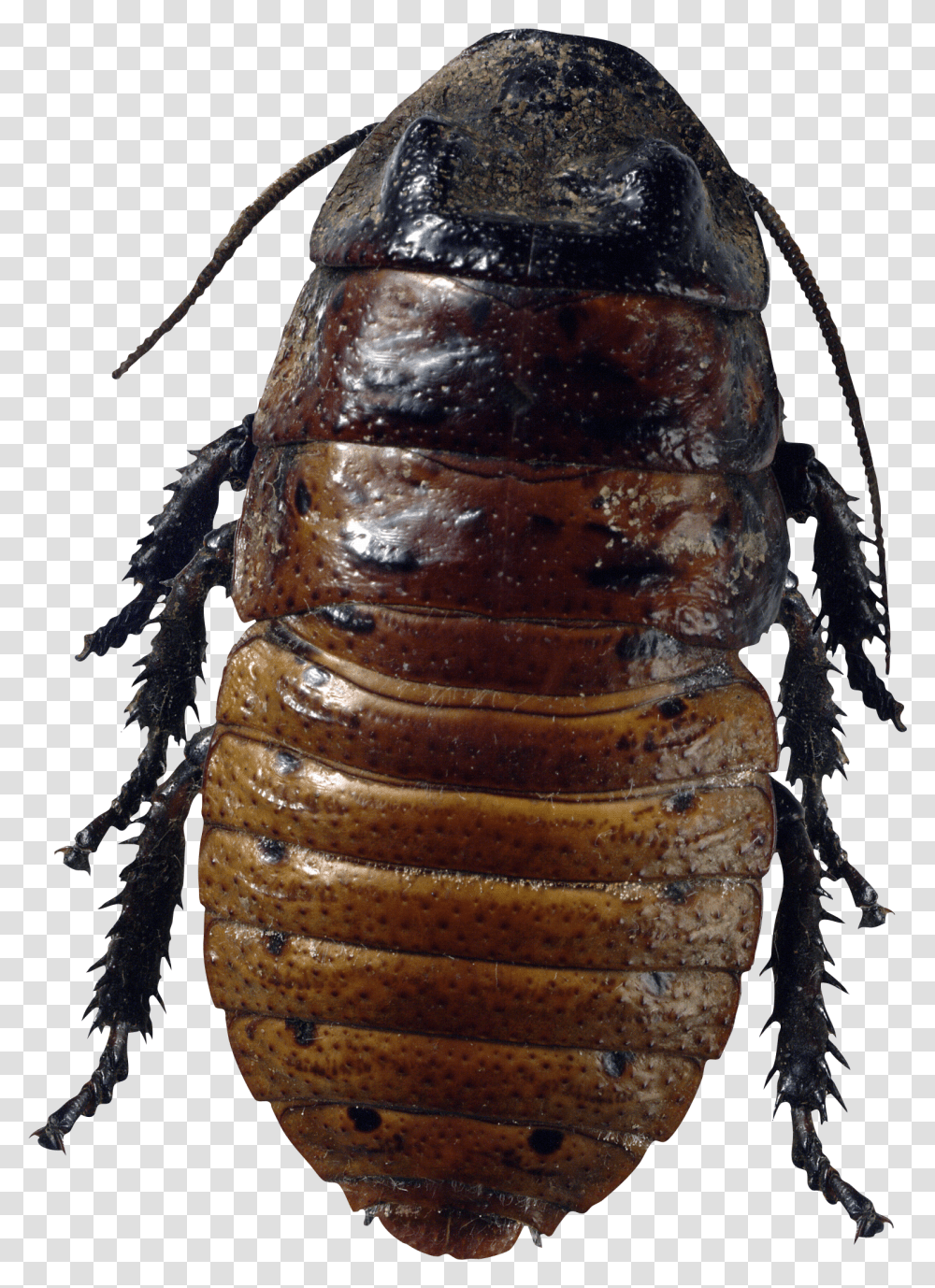 Roach Images Free Download Bug Transparent Png