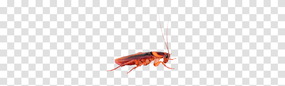 Roach Images Free Download, Cockroach, Insect, Invertebrate, Animal Transparent Png