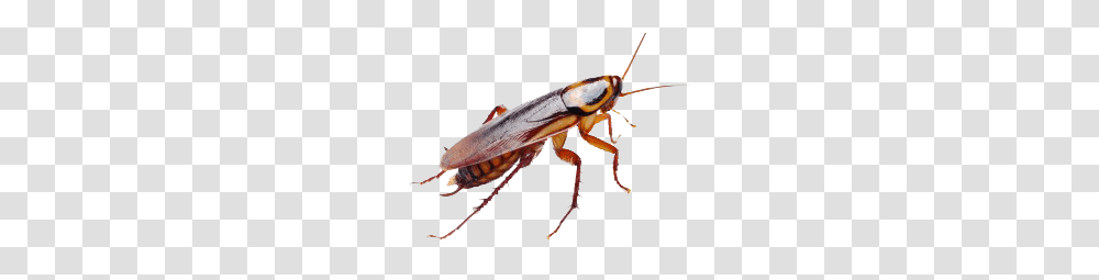 Roach Images Free Download, Insect, Invertebrate, Animal, Cockroach Transparent Png