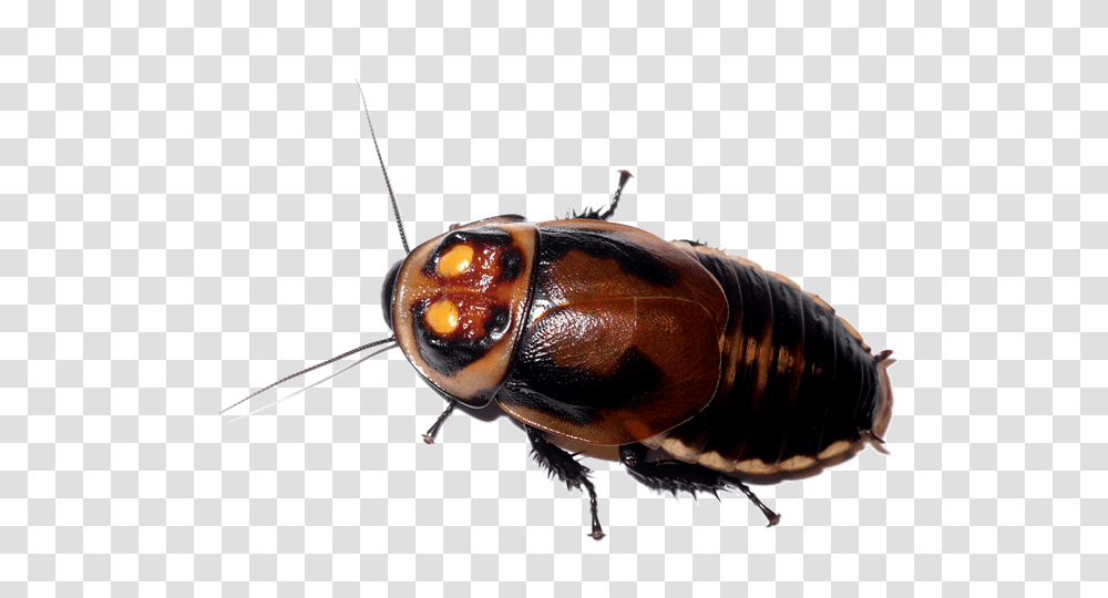 Roach, Insect, Animal, Cockroach, Invertebrate Transparent Png