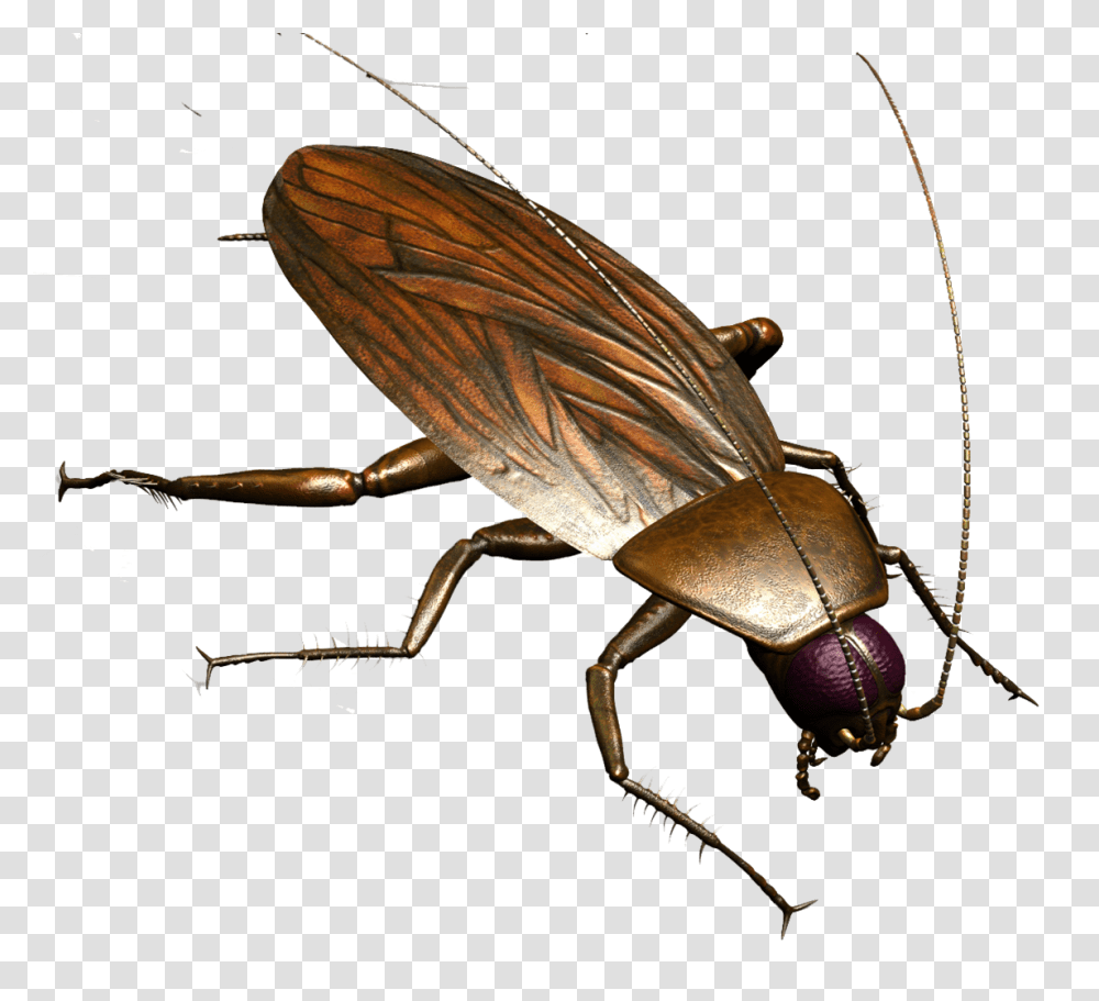 Roach, Insect, Cockroach, Invertebrate, Animal Transparent Png