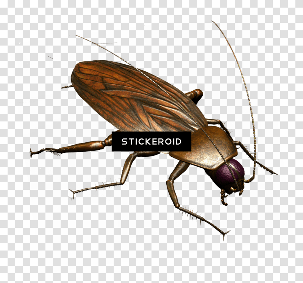 Roach, Insect, Invertebrate, Animal, Bow Transparent Png