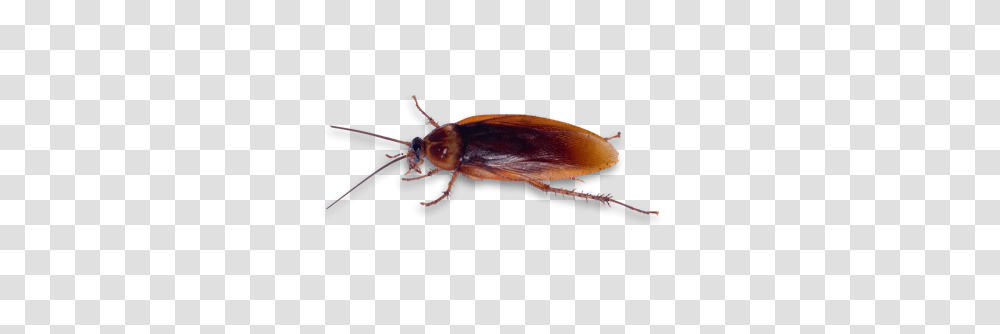 Roach, Insect, Invertebrate, Animal, Cockroach Transparent Png