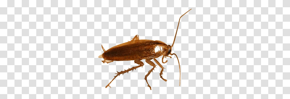 Roach, Insect, Invertebrate, Animal, Cockroach Transparent Png