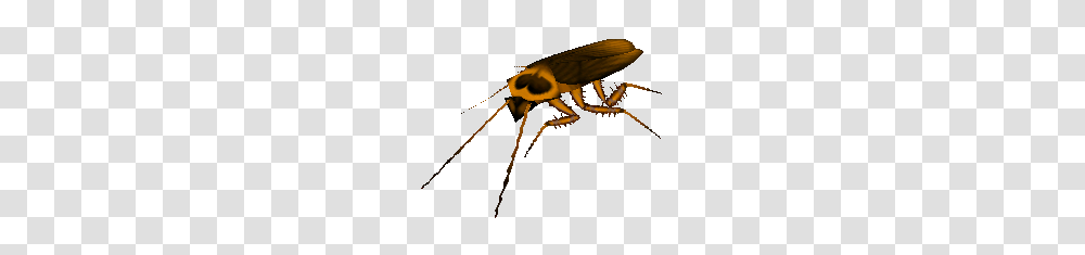 Roach, Insect, Invertebrate, Animal, Cricket Insect Transparent Png