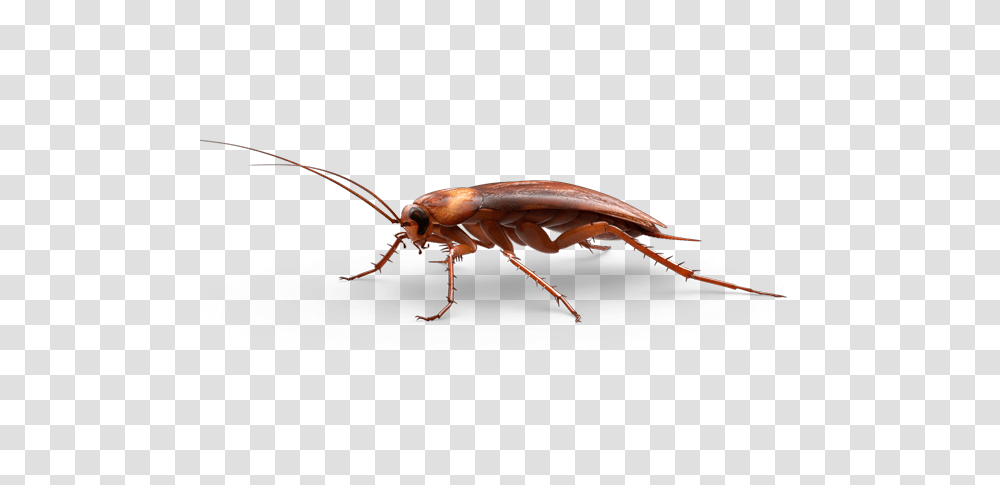 Roach, Insect, Invertebrate, Animal, Firefly Transparent Png