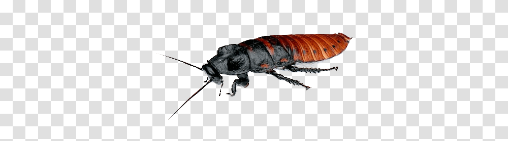 Roach, Insect, Invertebrate, Animal, Flea Transparent Png