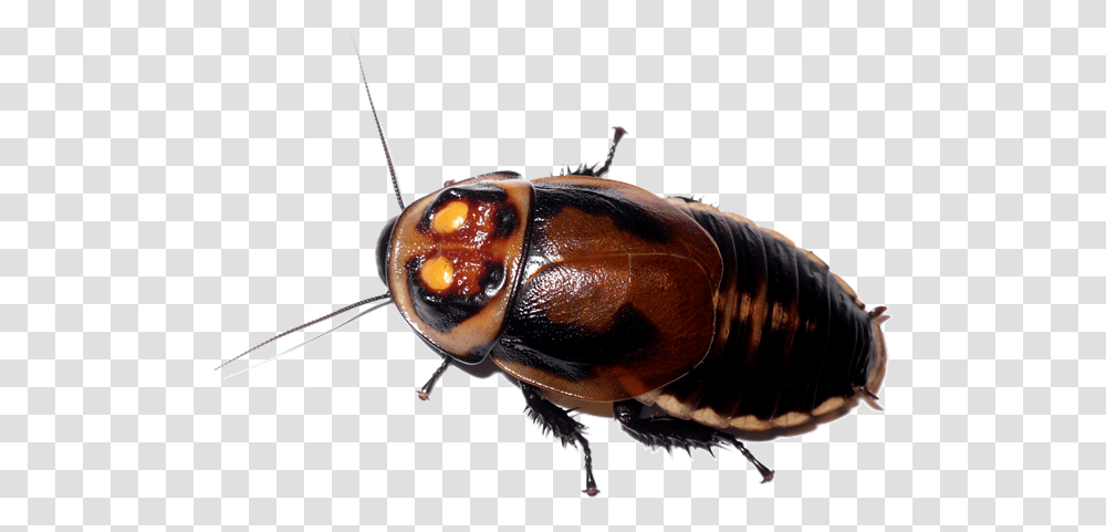 Roach Lucihormetica Verrucosa, Cockroach, Insect, Invertebrate, Animal Transparent Png