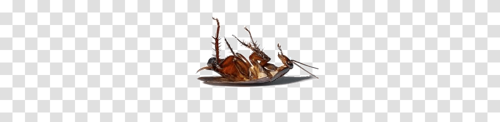 Roach Trans, Insect, Cockroach, Invertebrate, Animal Transparent Png