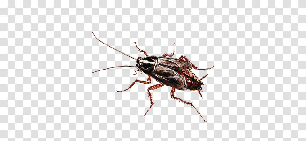 Roaches Archives Exterminators, Insect, Invertebrate, Animal, Cockroach Transparent Png
