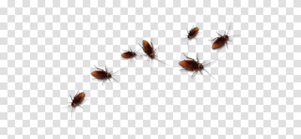 Roaches, Insect, Invertebrate, Animal, Bird Transparent Png
