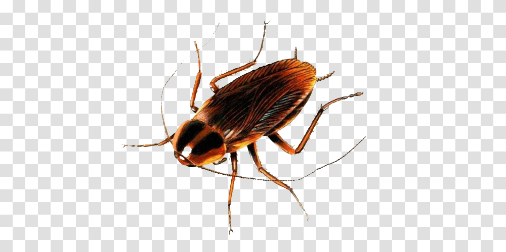 Roachmain, Insect, Cockroach, Invertebrate, Animal Transparent Png