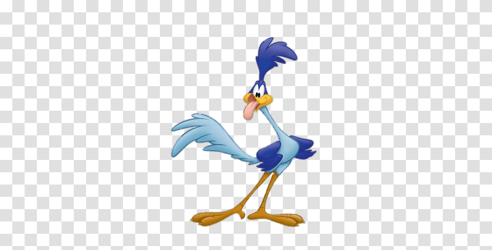 Road Runner, Jay, Bird, Animal, Blue Jay Transparent Png