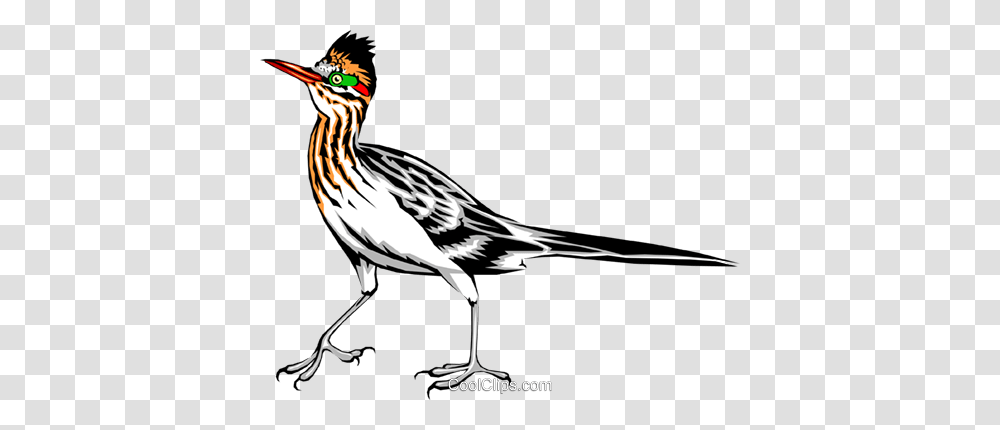 Roadrunner Royalty Free Vector Clip Art Illustration, Bird, Animal, Waterfowl, Beak Transparent Png