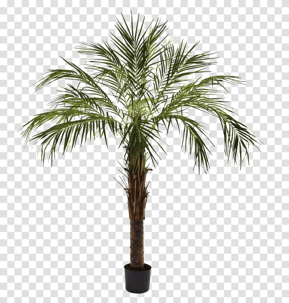 Robelina Palm, Palm Tree, Plant, Arecaceae, Cross Transparent Png