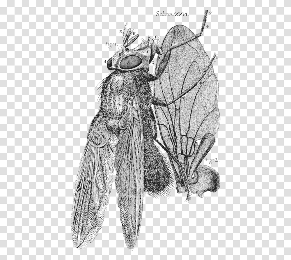 Robert Hooke Micrographia Fly, Insect, Invertebrate, Animal, Butterfly Transparent Png
