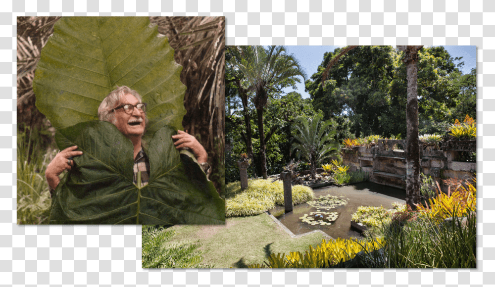 Roberto Burle Marx And One Of His Gardens Roberto Burle Marx Botanical Garden, Outdoors, Person, Arbour, Plant Transparent Png