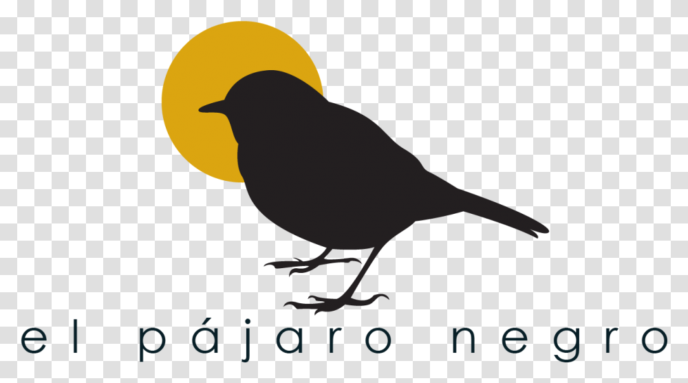 Robin, Bird, Animal, Finch, Blackbird Transparent Png