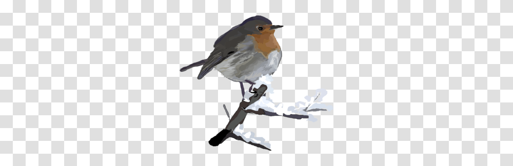 Robin Bird Clip Art, Animal, Jay Transparent Png