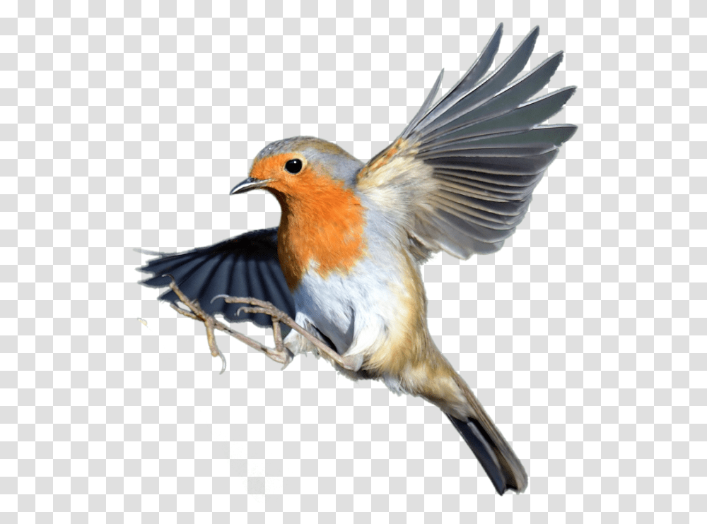Robin Bird European Robin, Animal, Bluebird Transparent Png