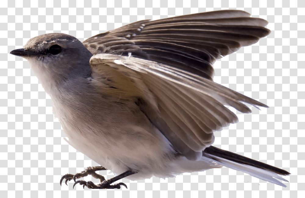 Robin Bird Image Portable Network Graphics, Animal, Jay, Blue Jay, Waterfowl Transparent Png