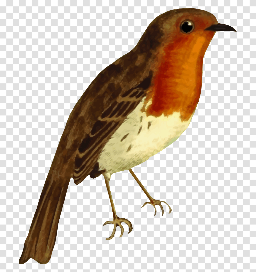 Robin Bird Robin Red Breast Clipart, Animal, Beak, Finch Transparent Png