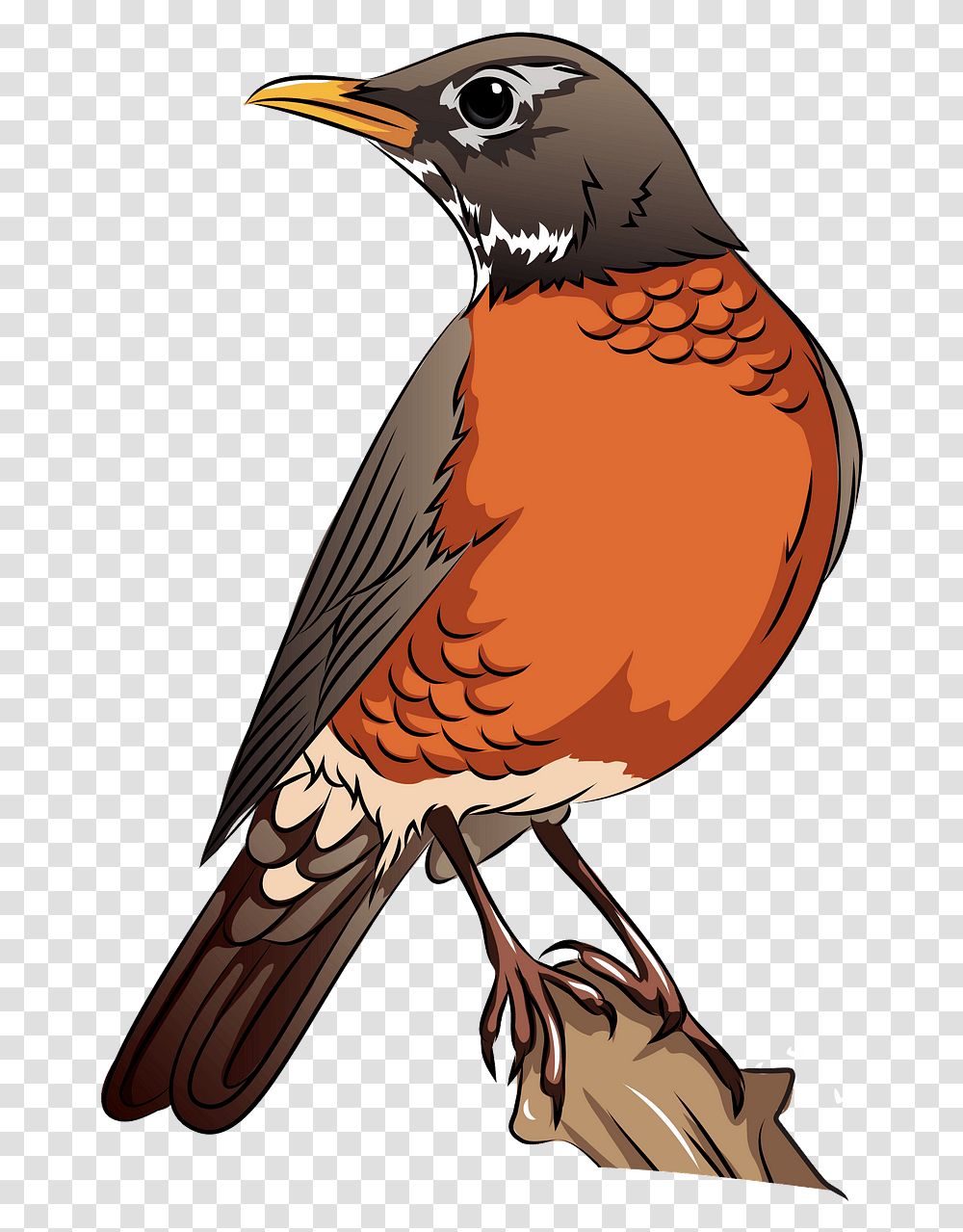 Robin Clip Art, Bird, Animal, Partridge, Finch Transparent Png