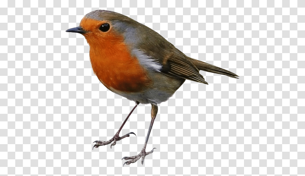 Robin Clipart European Robin, Bird, Animal Transparent Png