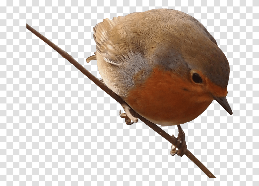 Robin Free Background, Bird, Animal, Finch, Wren Transparent Png