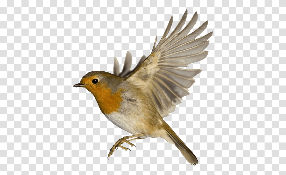 Robin Free Pic Robin Bird Wings, Animal, Finch, Canary Transparent Png