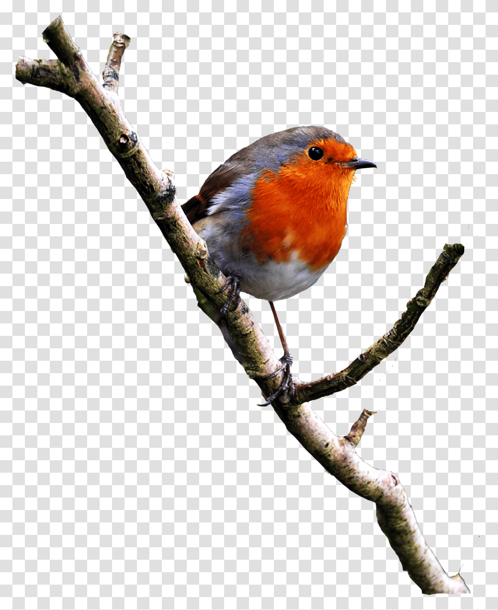 Robin Image On A Branch Robin Bird, Animal, Jay Transparent Png