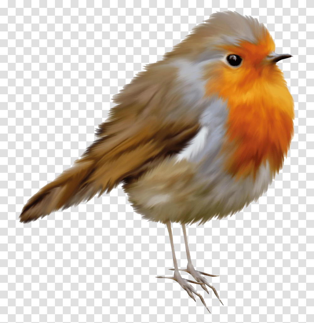 Robin Image Robin Bird, Animal, Chicken, Poultry, Fowl Transparent Png