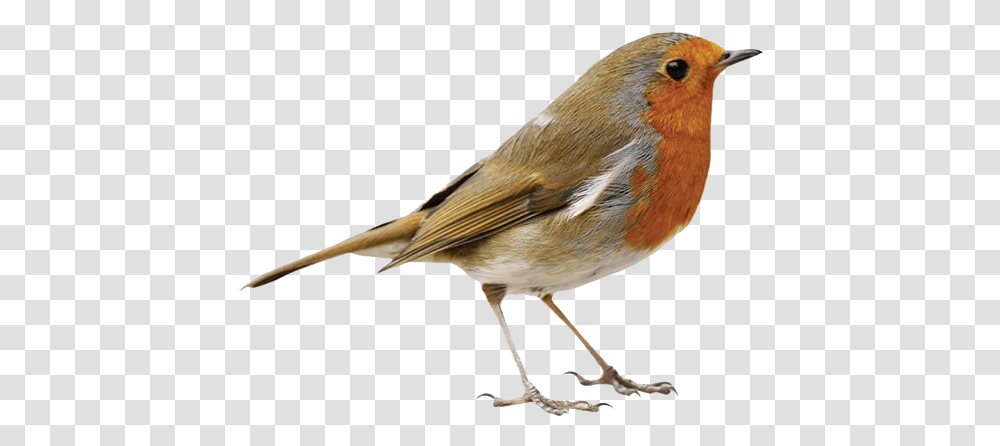 Robin Images Free Download All Birds Image, Animal, Beak, Finch, Canary Transparent Png