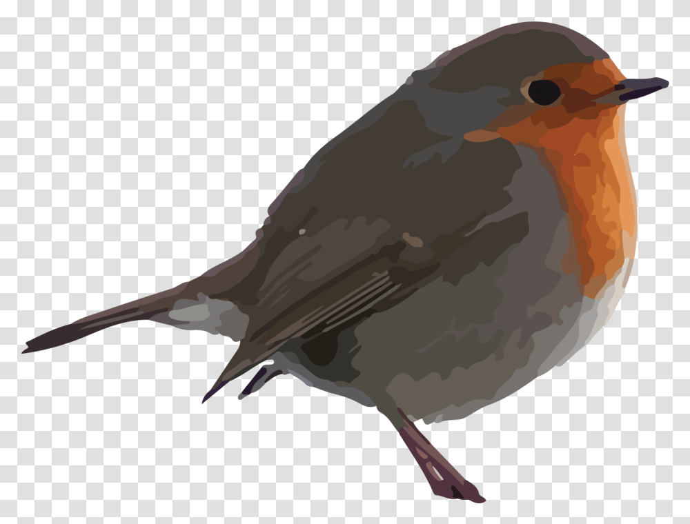 Robin Mckay Robin Bird Robin Clipart Background, Animal, Blackbird, Agelaius Transparent Png