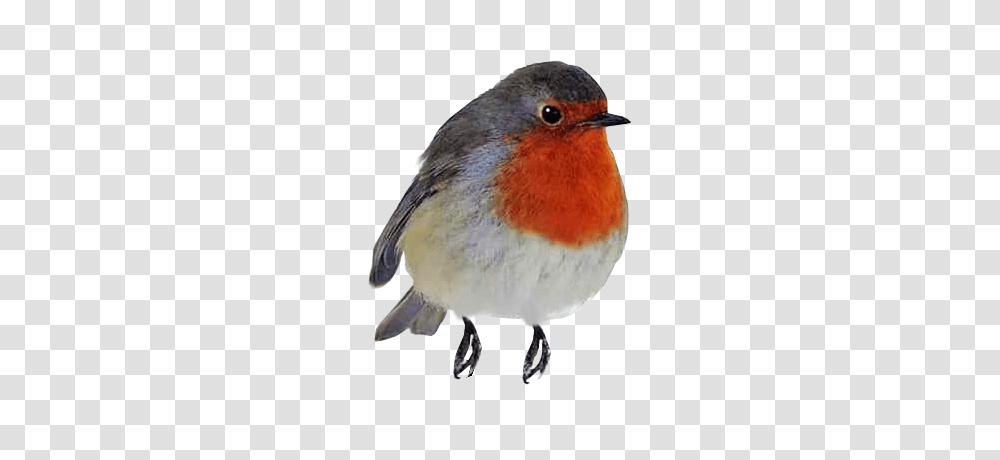 Robin Redbreast Perching Background, Bird, Animal, Beak Transparent Png