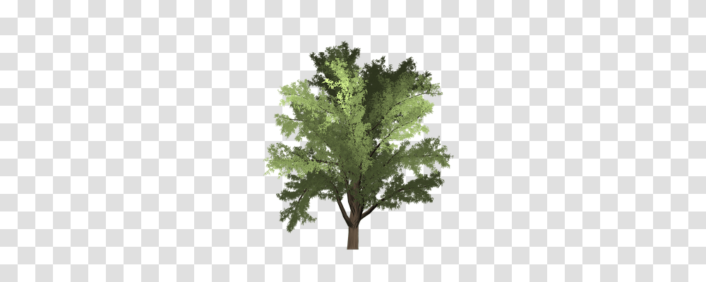 Robinia Nature, Tree, Plant, Painting Transparent Png