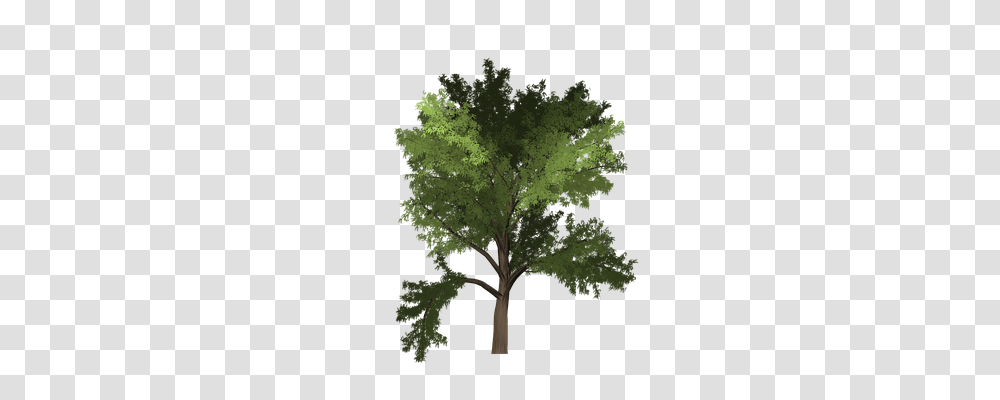 Robinia Nature, Tree, Plant, Painting Transparent Png