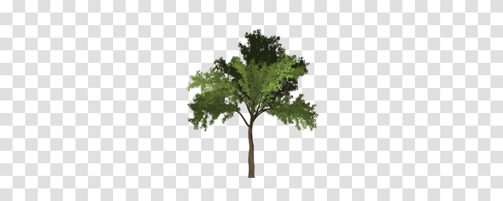 Robinia Nature, Tree, Plant, Cross Transparent Png