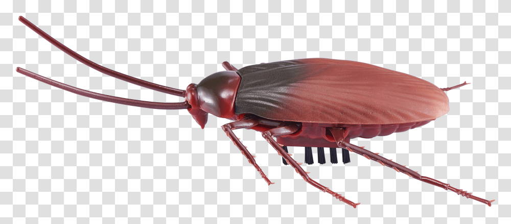 Robo Alive, Animal, Invertebrate, Insect, Cockroach Transparent Png