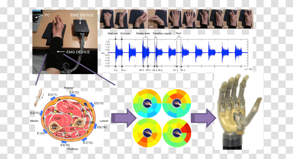 Robot Hand Manipulation Under Circle, Person, Human, Plot, Spoke Transparent Png