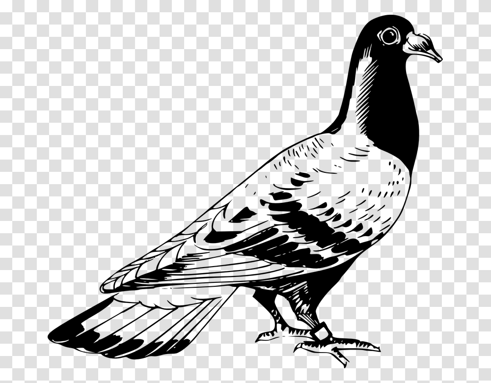 Rock Clipart Black And White Pigeon Clipart Black And White, Gray, World Of Warcraft Transparent Png