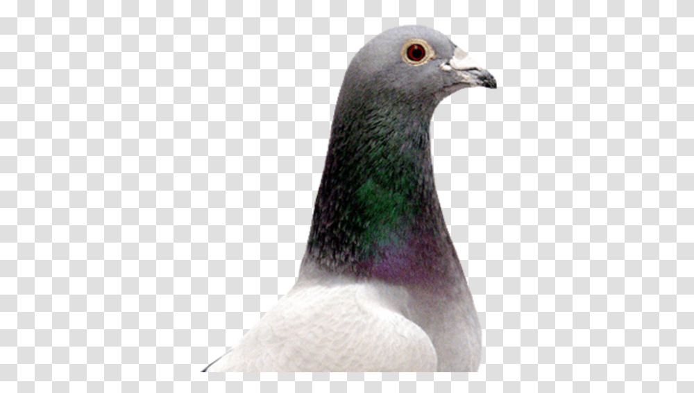 Rock Dove, Bird, Animal, Pigeon, Sock Transparent Png
