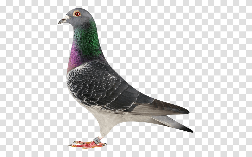 Rock Dove, Bird, Animal, Pigeon Transparent Png