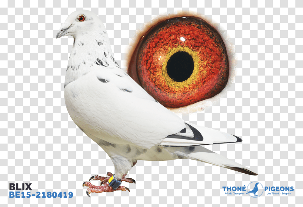 Rock Dove, Bird, Animal, Pigeon Transparent Png