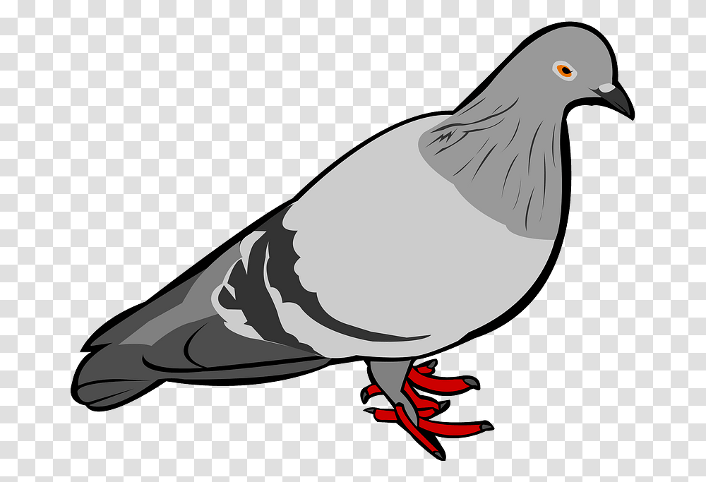 Rock Dove Bird Clipart, Animal, Pigeon Transparent Png