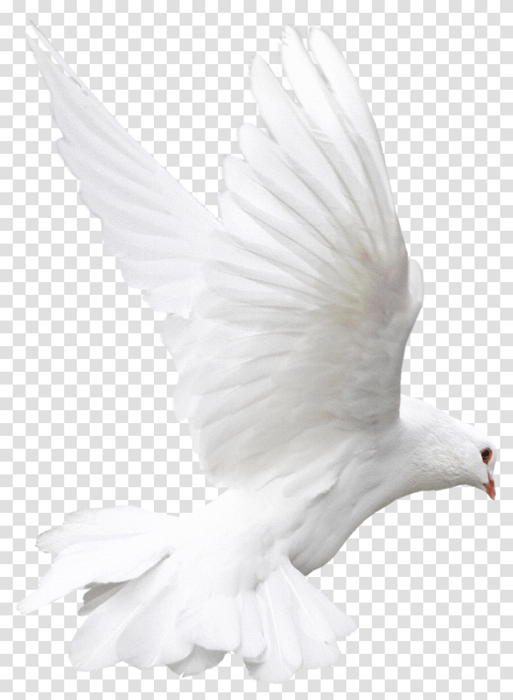 Rock Dove Bird White Animal White Doves, Pigeon, Person, Human Transparent Png