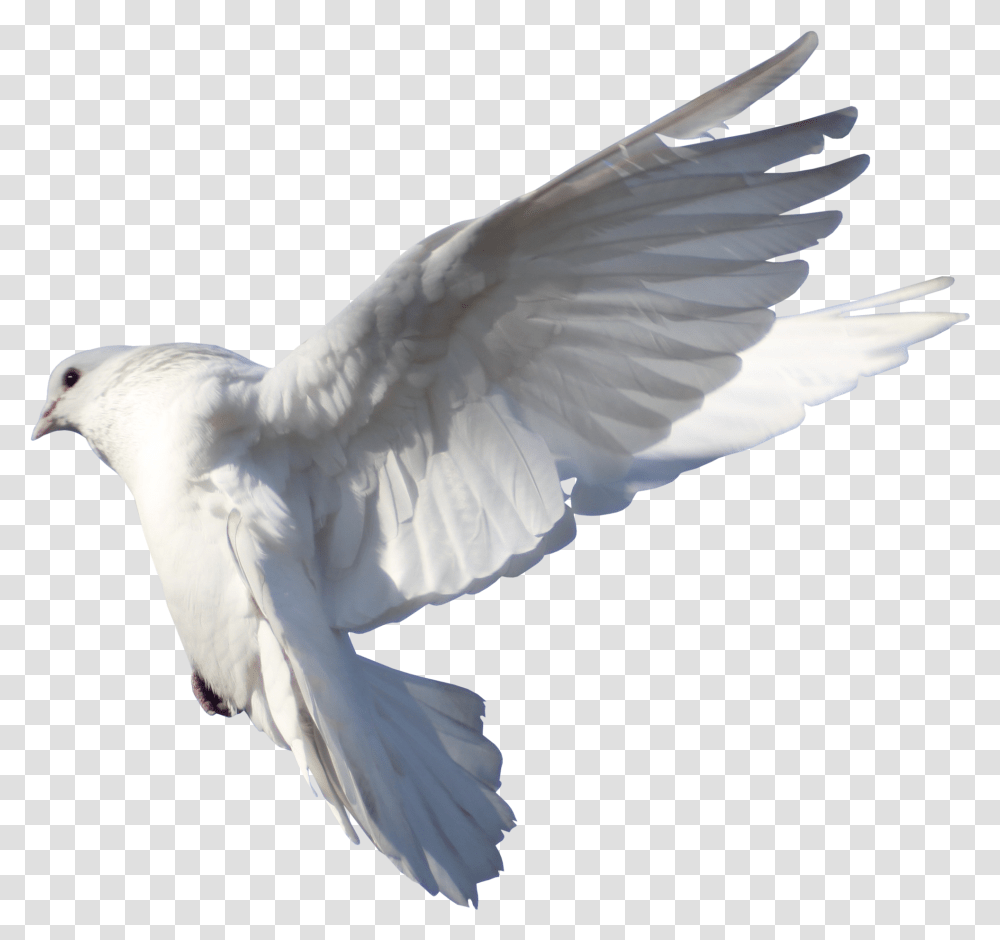 Rock Dove Columbidae Bird Flight Pigeon Download Typical Pigeons, Animal, Kite Bird, Flying, Beak Transparent Png