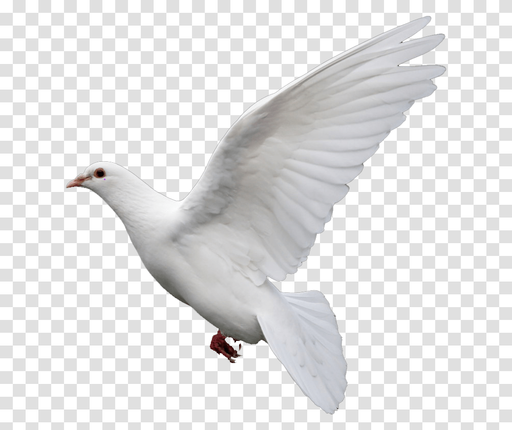 Rock Dove Columbidae Goose Doves As Symbols Birds Picsart Hd, Animal, Pigeon Transparent Png