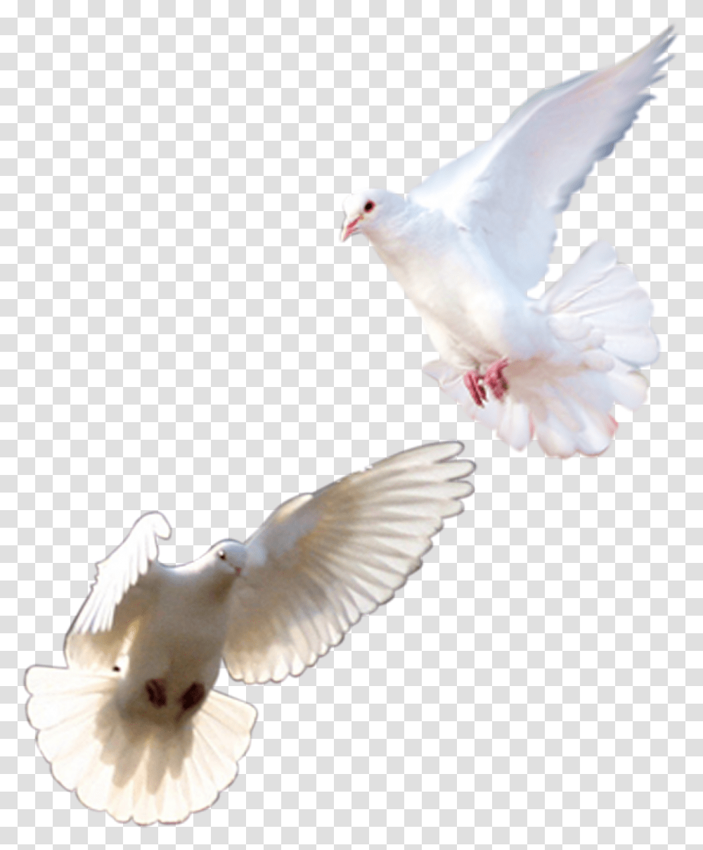 Rock Dove Homing Pigeon Columbidae Pink Pigeon Bird Pigeons And Doves, Animal Transparent Png